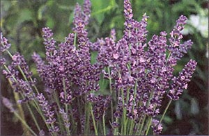 All America Selections: Seeds for 1994 Image